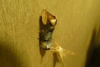 Phalera bucephala