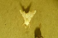 Ennomos erosaria