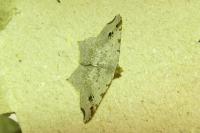 Macaria alternata