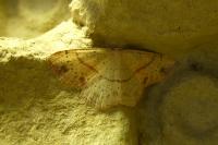 Cyclophora punctaria