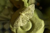 Patania ruralis