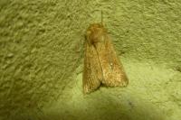 Mythimna albipuncta