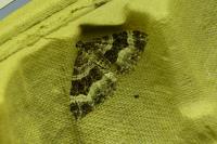 Epirrhoe alternata