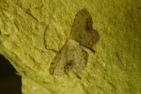 Idaea dimidiata