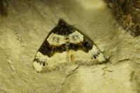Cosmorhoe ocellata