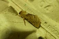 Triodia sylvina
