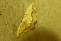 Epione repandaria