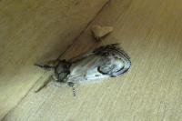 Notodonta ziczac