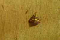 Pyrausta purpuralis