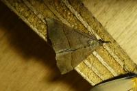 Hypena proboscidalis