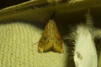 Udea ferrugalis