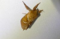 Triodia sylvina
