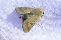 Helicoverpa armigera