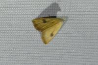 Rivula sericealis