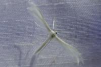 Pterophorus pentadactylus