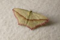 Timandra comae