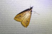 Udea ferrugalis