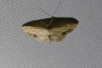 Idaea dimidiata