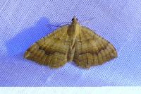 Camptogramma bilineata