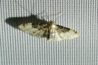Idaea filicata