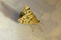 Chiasmia clathrata