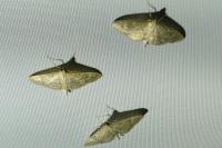 Patania ruralis