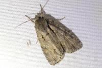 Acronicta psi/tridens