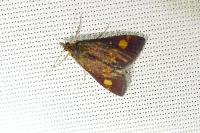 Pyrausta aurata