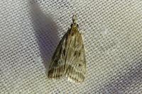 Eudonia pallida
