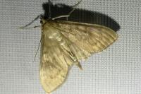 Ostrinia nubilalis/scapulalis