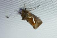 Macdunnoughia confusa