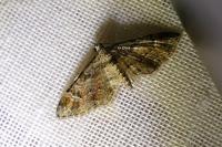 Gymnoscelis rufifasciata