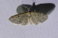 Eupithecia virgaureata