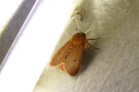 Phragmatobia fuliginosa