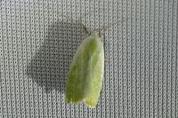 Earias clorana