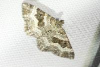 Epirrhoe alternata
