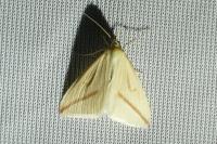 Rhodometra sacraria