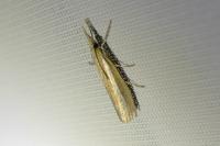 Agriphila selasella