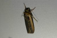 Ochropleura leucogaster