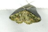 Cleorodes lichenaria