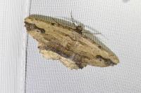 Menophra abruptaria