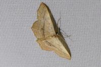 Scopula imitaria