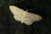 Idaea seriata