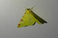 Opisthograptis luteolata