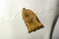 Archips podana