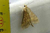 Ostrinia nubilalis/scapulalis