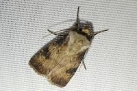 Agrotis puta