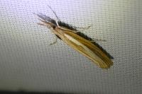 Agriphila tristella