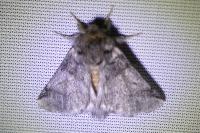 Thaumetopoea processionea