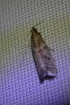 Ephestia elutella/woodiella